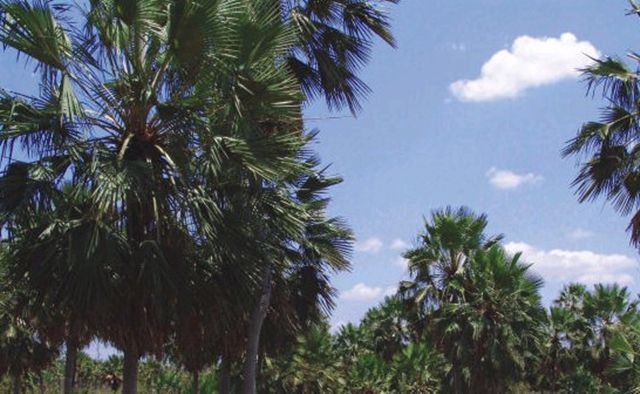 棕櫚樹照片